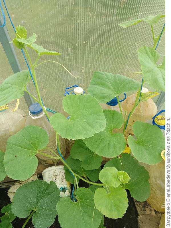 Это пасынки- дочки, уже высокие.Сама не знаю, когда их прищипнуть.Будем вместе экспериментировать.Может кто подскажет. Не освоила я пока формирование дынь, чтоб без зарослей