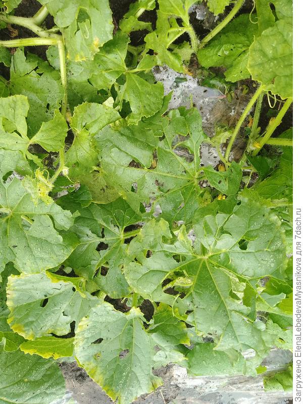 Вчера внезапно налетела туча и прошел ливень с градом.Конец грядки с дынями, спонбонд ветром открыло, побило