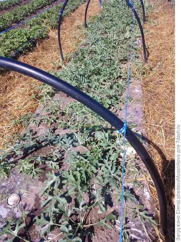 Сегодня арбузам в межи настелила перину из соломы.Держать их укрытыми уже невозможно, им тесно, хотя ночи передают до 7°