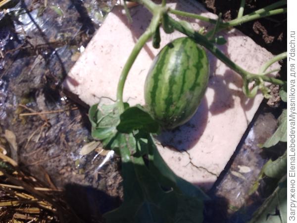 Когда пасынковала, смотрите, что нашла.Спасибо муравьям- опылили