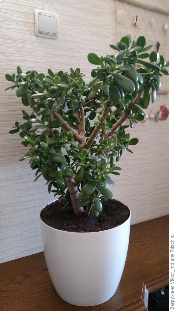 дата съемки - 3 октября 2017