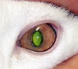 Увеит у кота