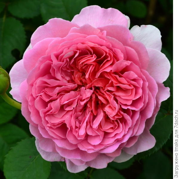 Английская роза Princess Alexandra of Kent