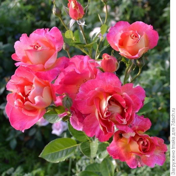 Кустовая роза D&amp;amp;amp;eacute;cor Arlequin