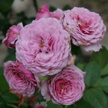Кустовая роза Durance Ancian