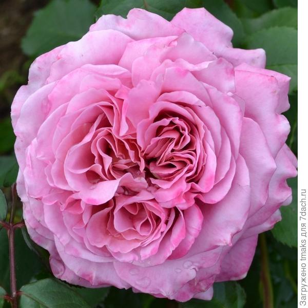 Кустовая роза Agnes Schilliger