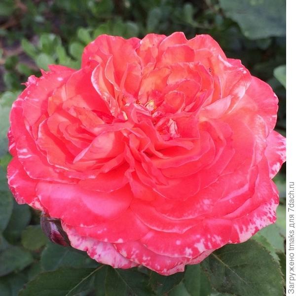 Кустовая роза  Emilien Guillot