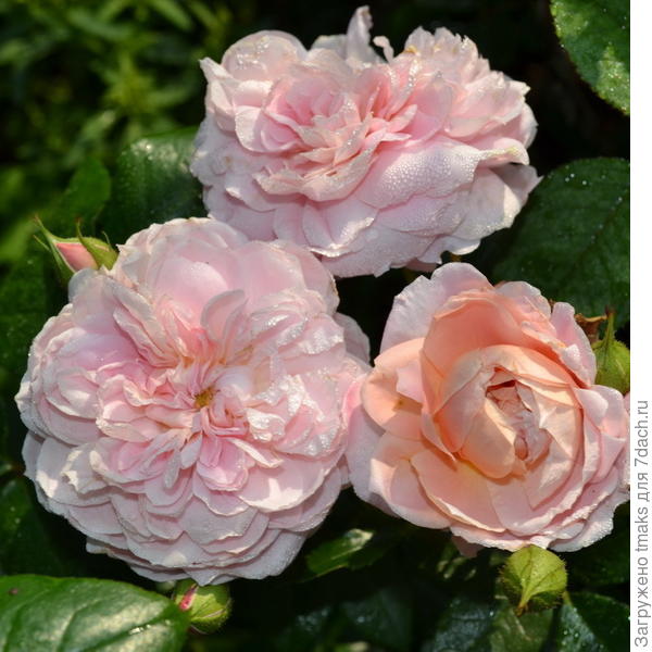 Кустовая роза  Colette
