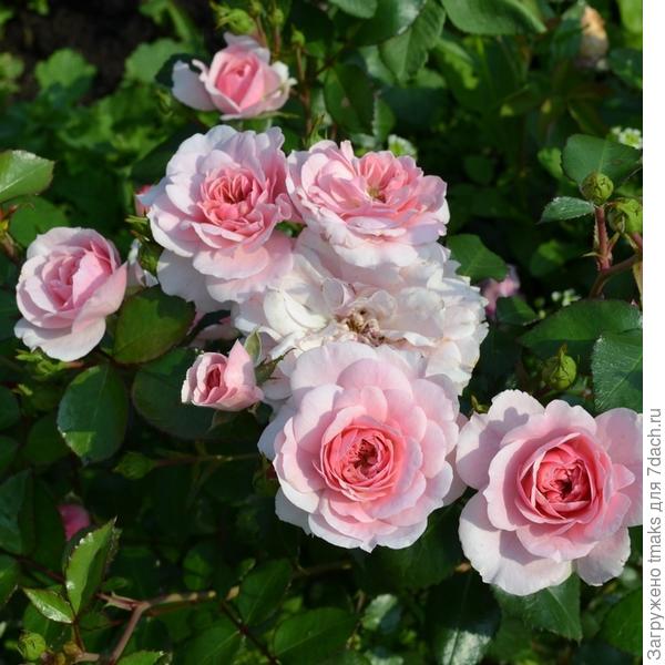 Кустовая роза  Bonica 82