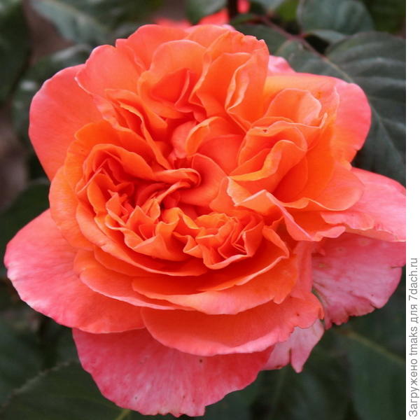 Кустовая роза  Rene Goscinny