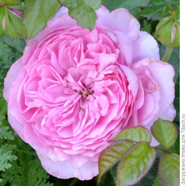 Кустовая роза  Chantal Merieux