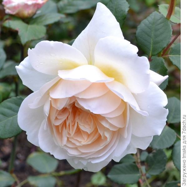 Роза селекции Д. Остина Crocus Rose