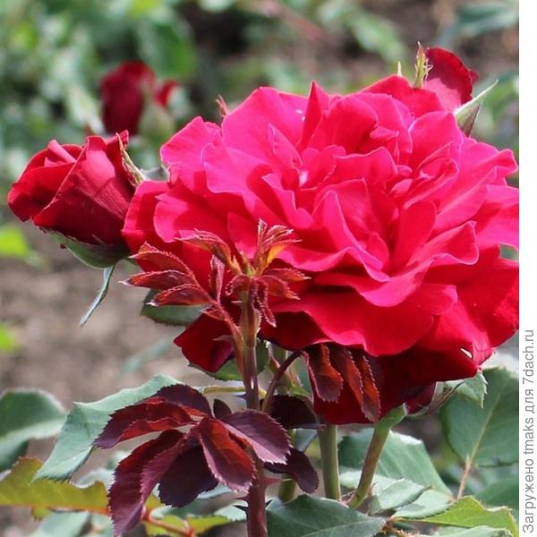 канадской селекции  John Franklin