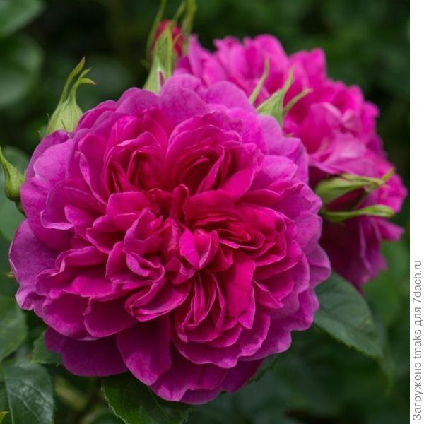 Розы селекции Д. Остина Princess Anne