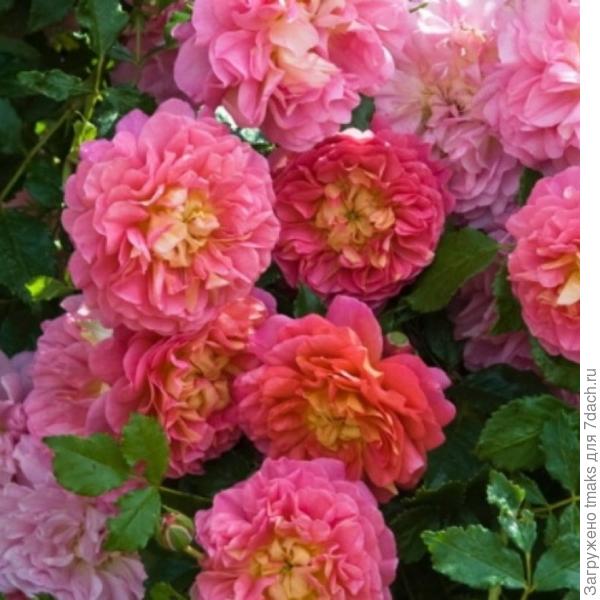 Роза селекции Д. Остина  Christopher Marlowe