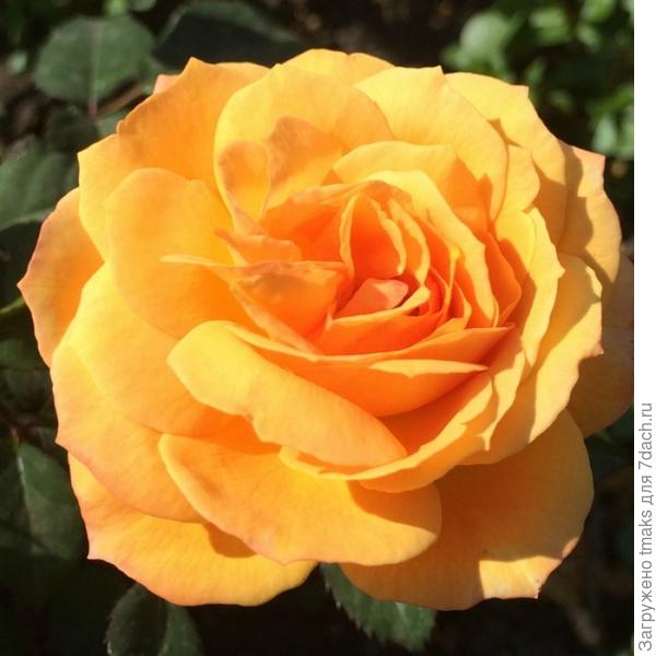 Jean Giono (Жан Жиано)