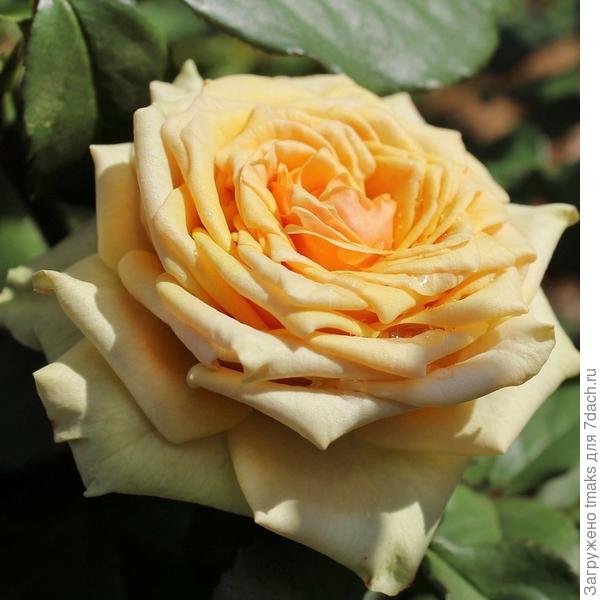 Amber Abundance (Амбер Эбуданс)