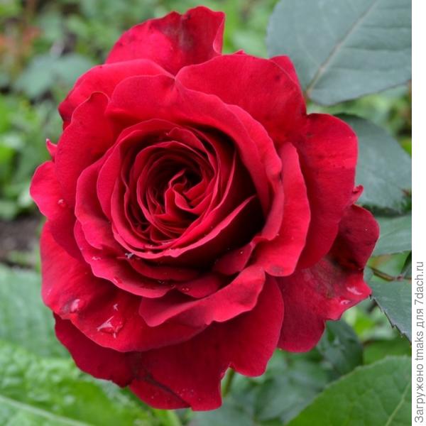 Rose des 4 Vents (Роза четырех ветров)