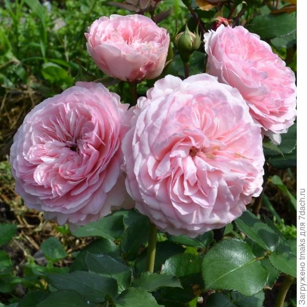 Maria Theresia (Мария Терезия)