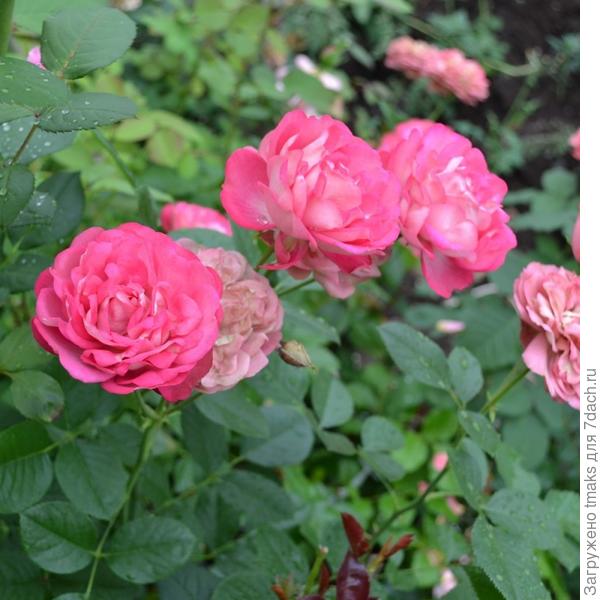 Acropolis (Акрополис)