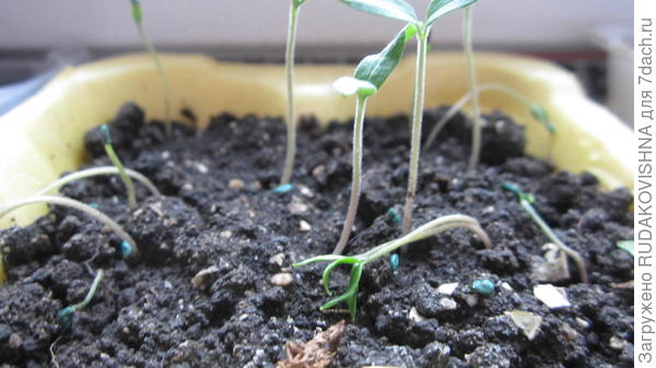 Земля для томатов: готовим почву в открытом грунте