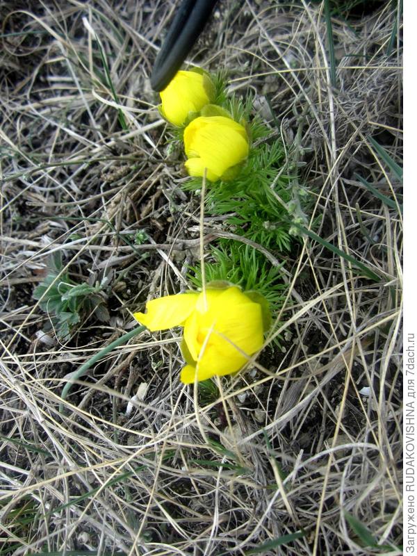 Вот такая красота недалеко от дома=)