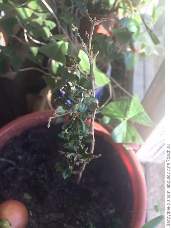 вот как он выглядет