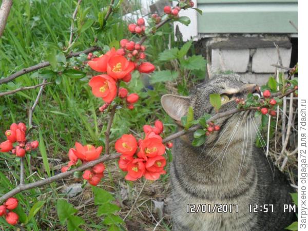 Наш младший котик Сёма обожает нюхать цветочки ), в данном случае это айва японская. Первый выезд после долгой зимы.