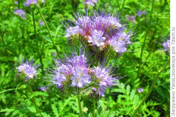 Здравствуйте, не подскажите , что это за цветок?