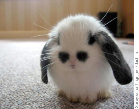 А что подумал Кролик, никто не узнал, потому что он был очень воспитанный. (Винни Пух))