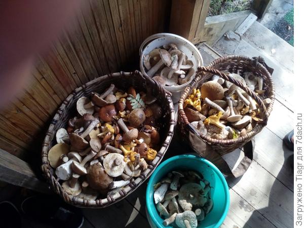 Эти грибы из леса за забором, но также грибы растут и на участке.