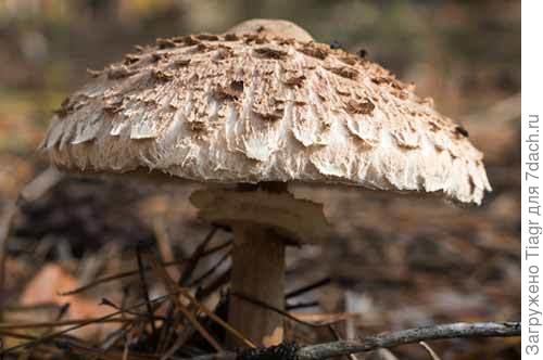 Из просторов интернета