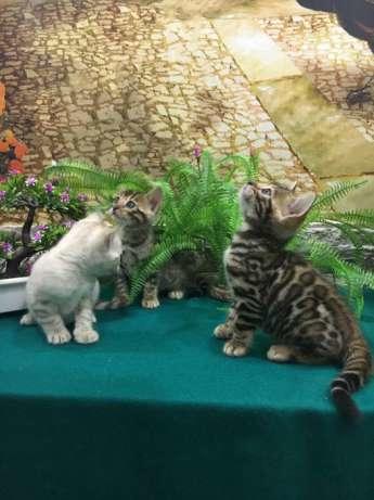 Только тут три котёнка )))