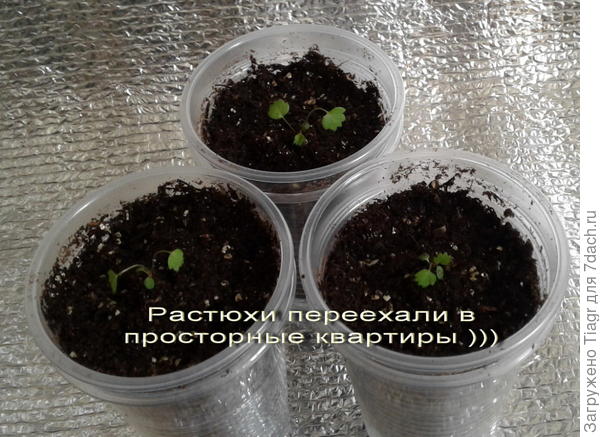 Позируют три росточка)))