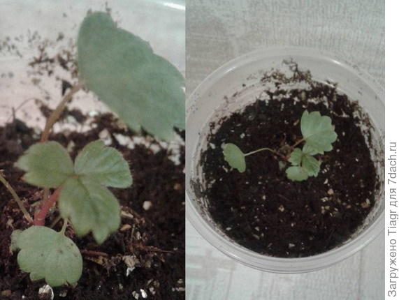 Моя королевишна)))