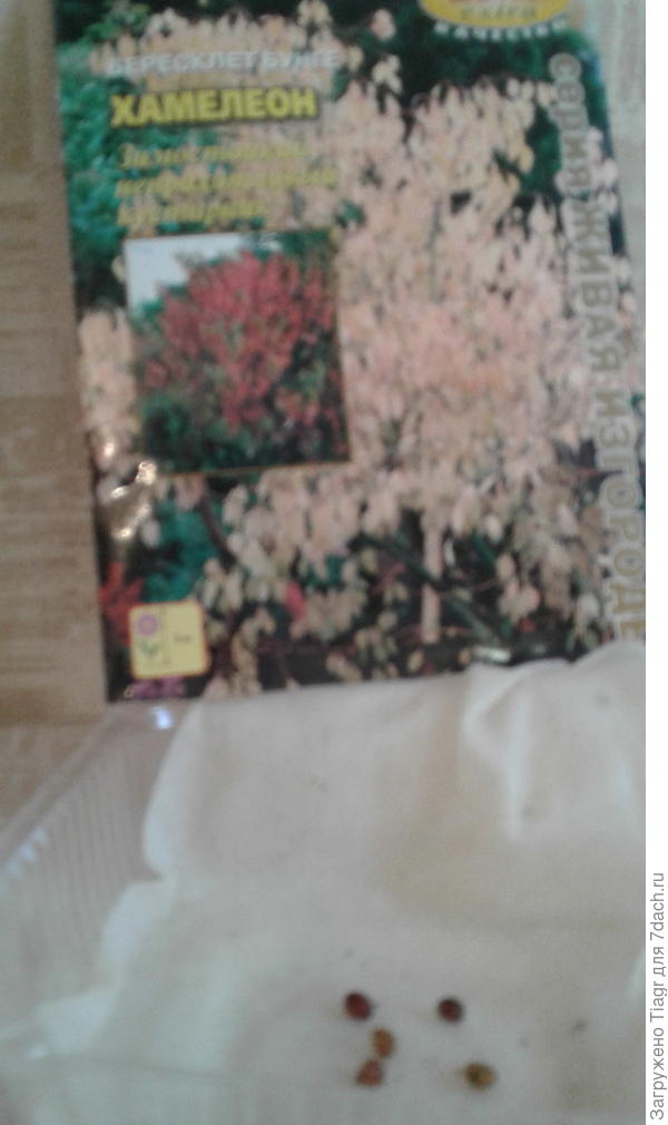 Достала из холодильника, чтобы попозировали)))) 5 очаровательных зёрнышек)))