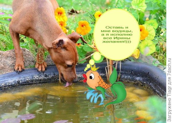 Золотая рыбка в помощь)))