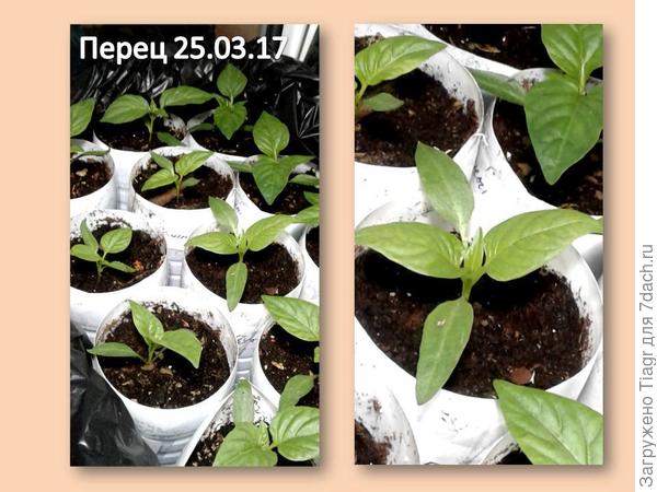 Это перчики))))