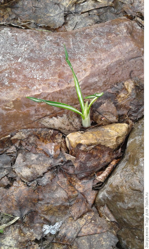 А вот он всё же напоминает, что совсем скоро всё зазеленеет)))