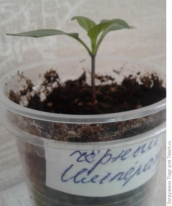 Посев новинки от Русского Огорода 2 марта.