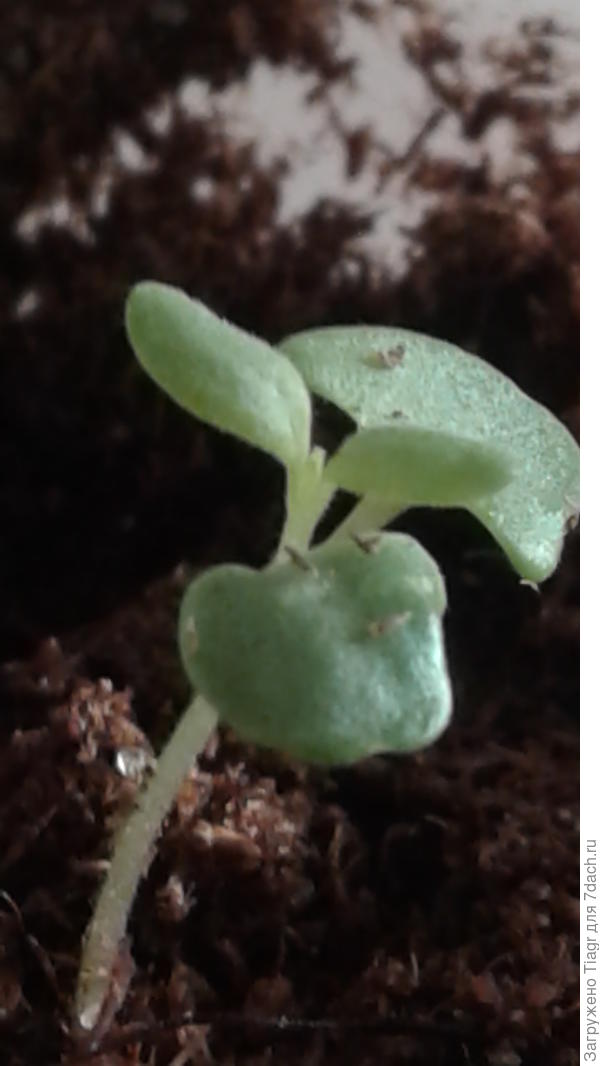 Заметила, что все растюхи, что позируют на сайте, развиваются лучше других)))) Королевишна)))