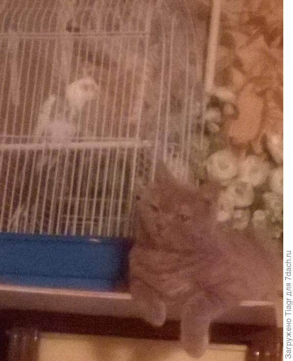 ))) два друга