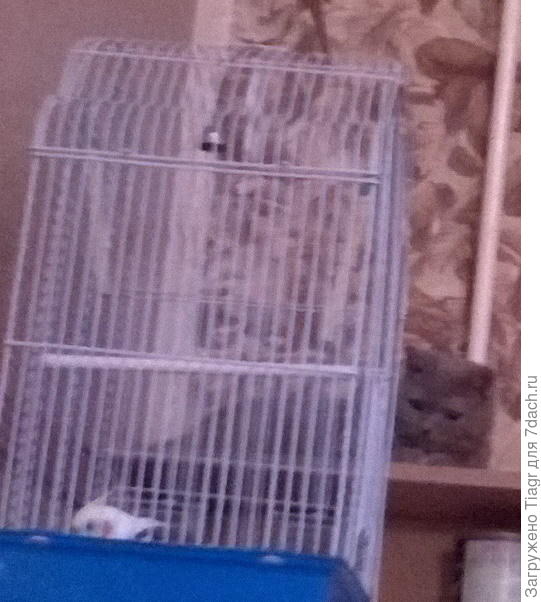 Баксик и Каша