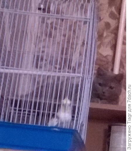 И снова они