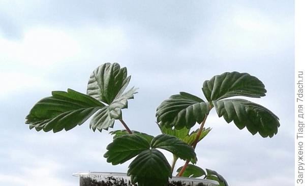 Привет от Жёлтого чуда)))