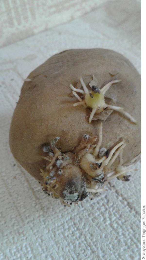 так выглядят глазки