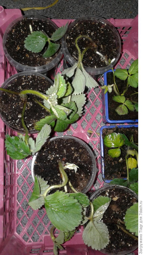 Шарлотта (та, что не в голубом стаканчике)