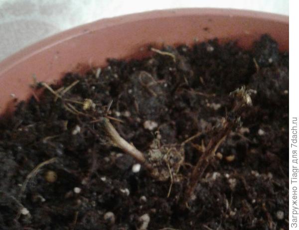 Теперь барбарис выглядит так. Сухие части в помойке.