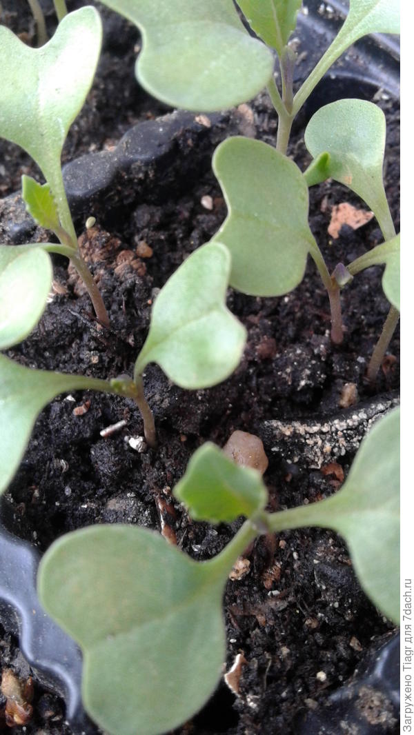 Так выглядит на сегодняшний день капуста &quot;Вьюга&quot;