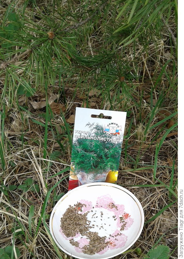 Укроп будет соревноваться с сосной: !Я ль на свете всех пушистей, изумрудней и душистей?&quot;)))